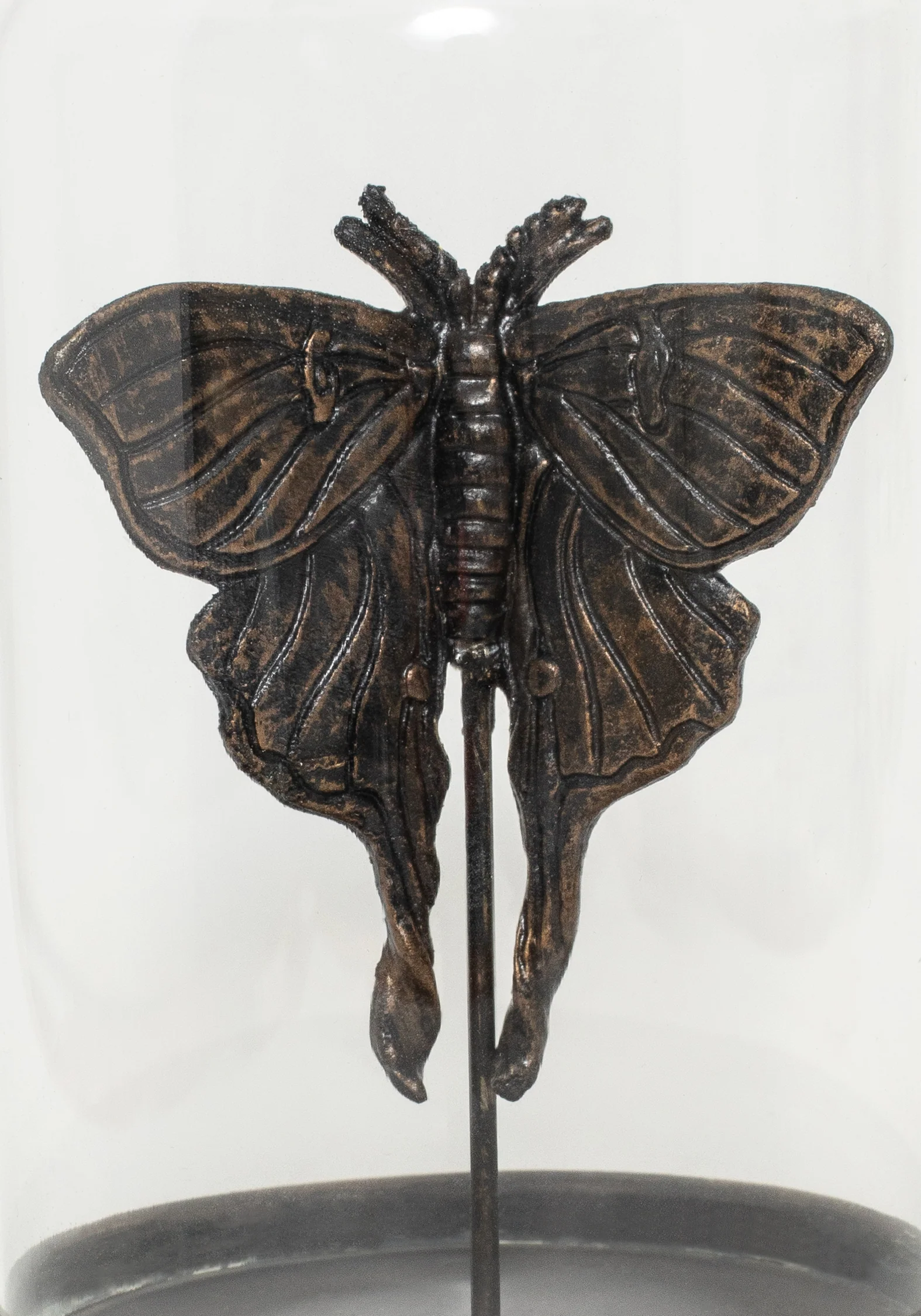 Luna Moth In Jar - Image 3
